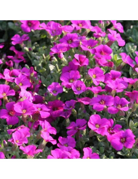 Arabette de Californie