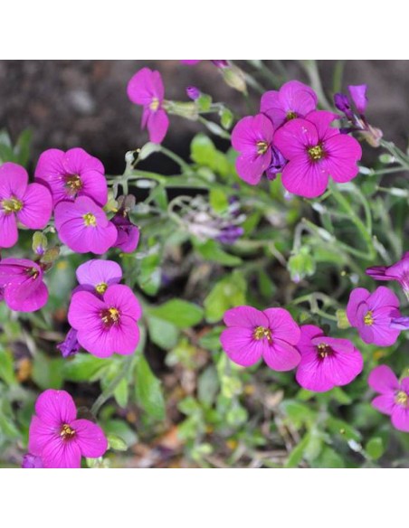 Arabette de Californie