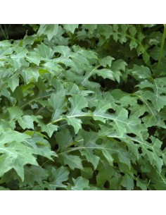 Acanthe de Hongrie 2