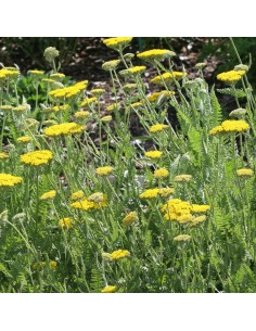 Achillée "Coronation gold"