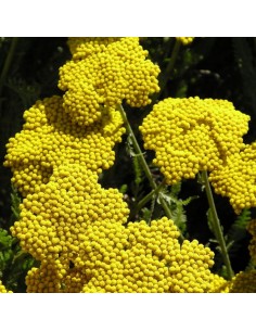 Achillée "Coronation gold" 2