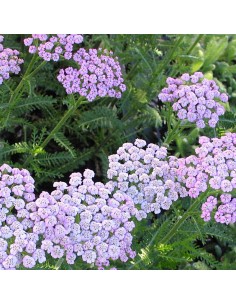 Achillée "Lilac beauty" 2