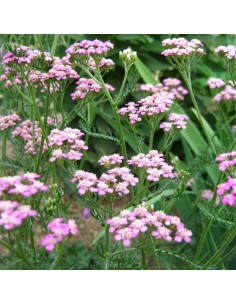 Achillée "Lilac beauty"