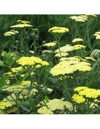 Achillée "Taygetea"