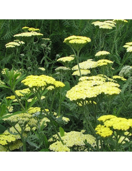 Achillée "Taygetea"