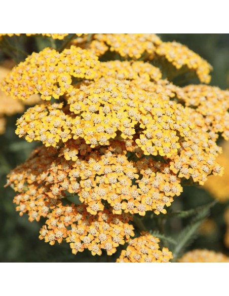 Achillée "Terra cotta"