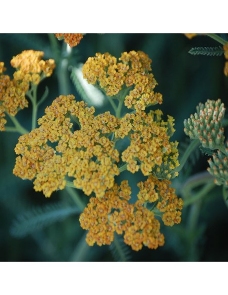 Achillée "Terra cotta"