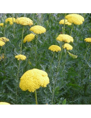 Achillée filipendulina Cloth of gold