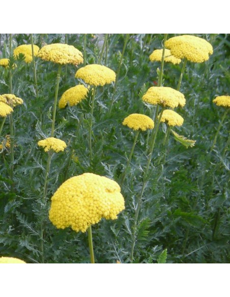 Achillée filipendulina Cloth of gold