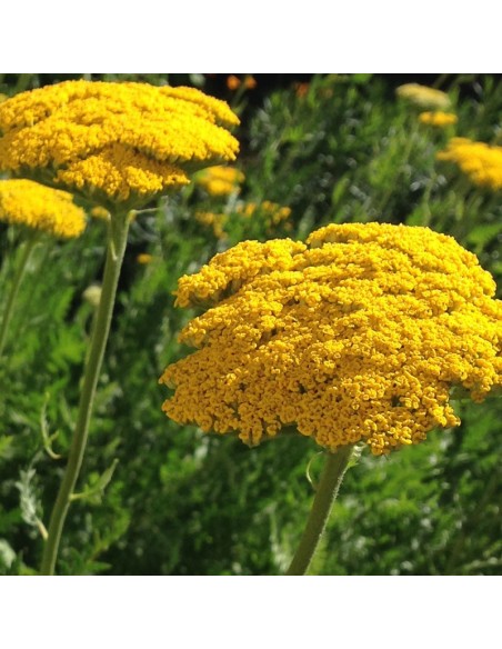 Achillée filipendulina Cloth of gold