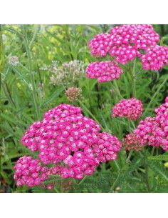 Achillée millefeuille cerise queen 2