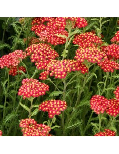 Achillée millefeuille paprika