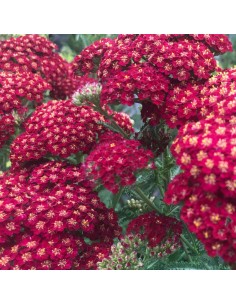 Achillée millefeuille red velvet 2