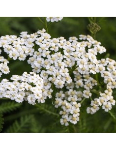 Achillée millefeuille weisses wunder 2