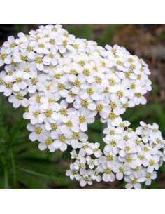 Achillée millefeuille White beauty 2