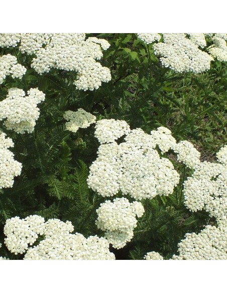 Achillée millefeuille White beauty