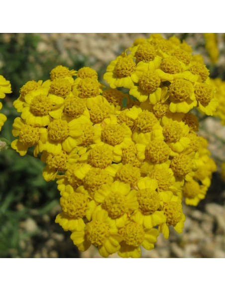 Achillée tomenteuse