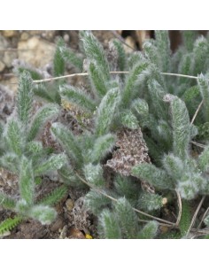 Achillée tomenteuse 2