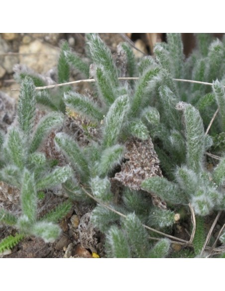 Achillée tomenteuse