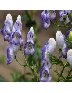 Aconit "Bicolor"