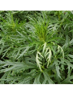 Aconit aux longues grappes 2