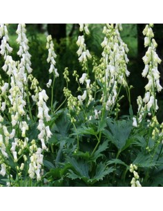 Aconit septentrionale Ivorine