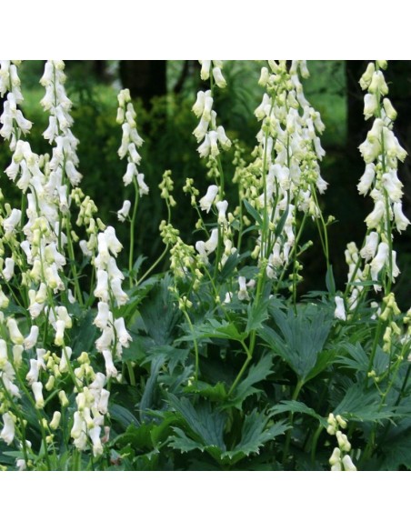 Aconit septentrionale Ivorine Aconit septentrionale Ivorine