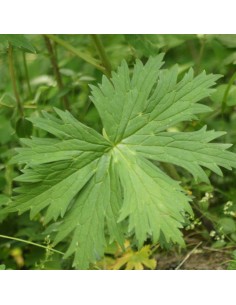 Aconit septentrionale Ivorine 2