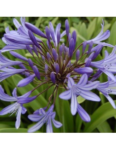 Agapanthe d'Afrique