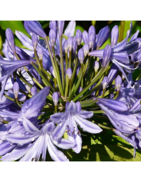 Agapanthe d'Afrique "Blue triomphator"