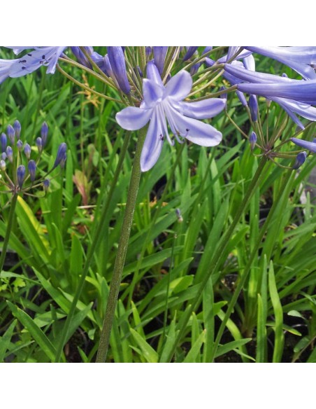Agapanthe d'Afrique "Blue triomphator"