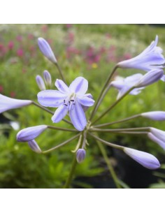 Agapanthe d'Afrique "Peter Pan" 2