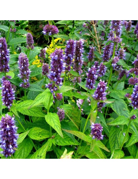 Agastache blue fortune
