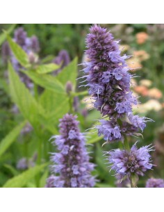 Agastache blue fortune 2