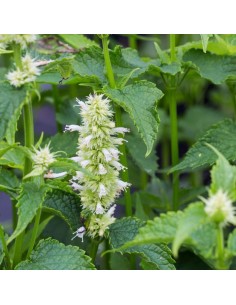 Agastache Alabaster