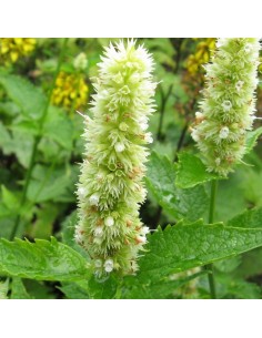 Agastache Alabaster 2