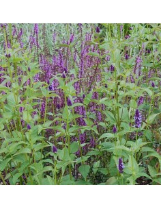 Agastache Black adder 2