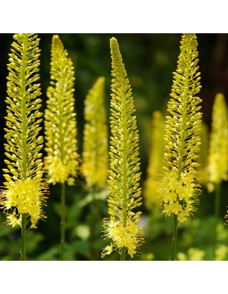 Aiguille de Cléopâtre