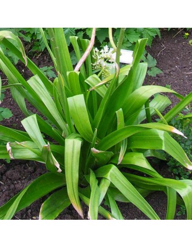 Aiguille de Cléopâtre