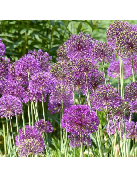 Ail d'ornement "Purple sensation"