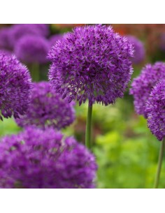 Ail d'ornement "Purple sensation"