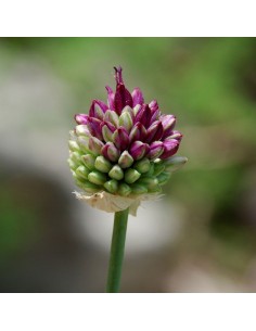 Ail d'ornement à tête ronde