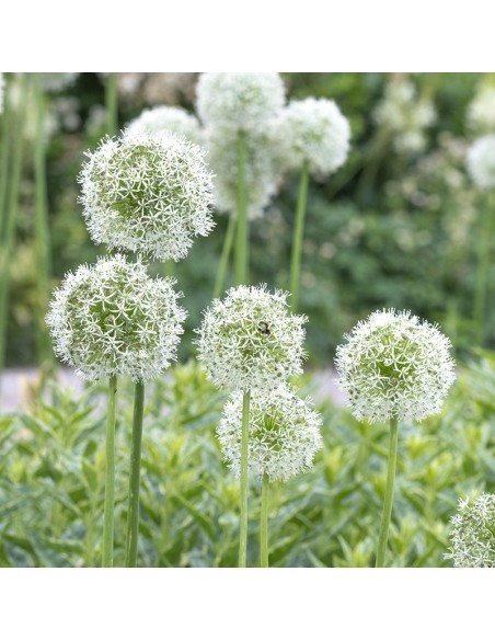 Ail d'ornement hybride Mount Everest