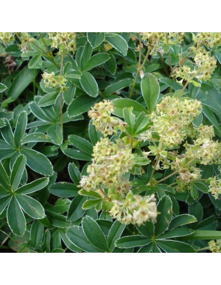 Alchemille des Alpes