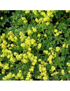 Alchemille des Alpes