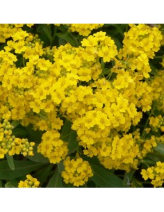 Alysse des montagnes - Alyssum Montanum Berggold 2