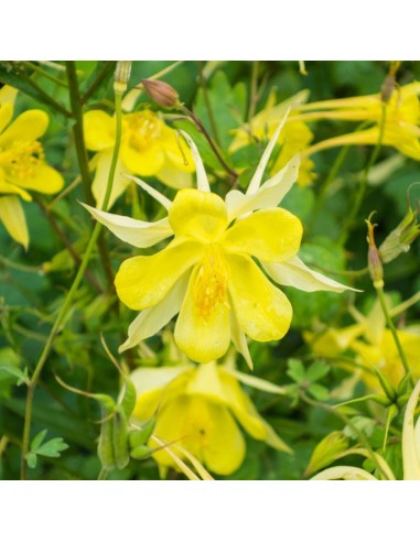 Ancolie à fleurs jaunes Yellow queen