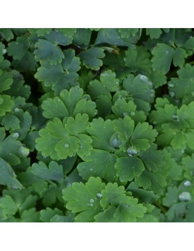 Ancolie à fleurs jaunes "Yellow queen"