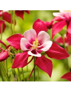 Ancolie des jardins "Crimson star"