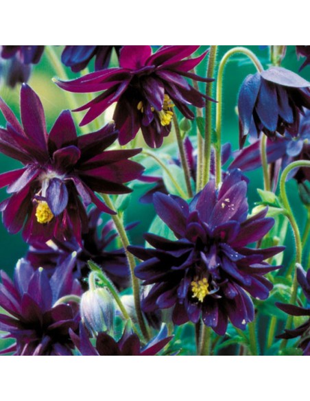 Ancolie des jardins Black Barlow